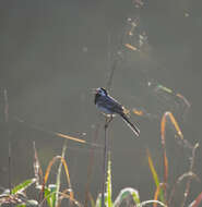 Image of Pied Wagtail and White Wagtail