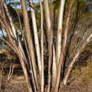 Image of Eucalyptus subangusta subsp. subangusta