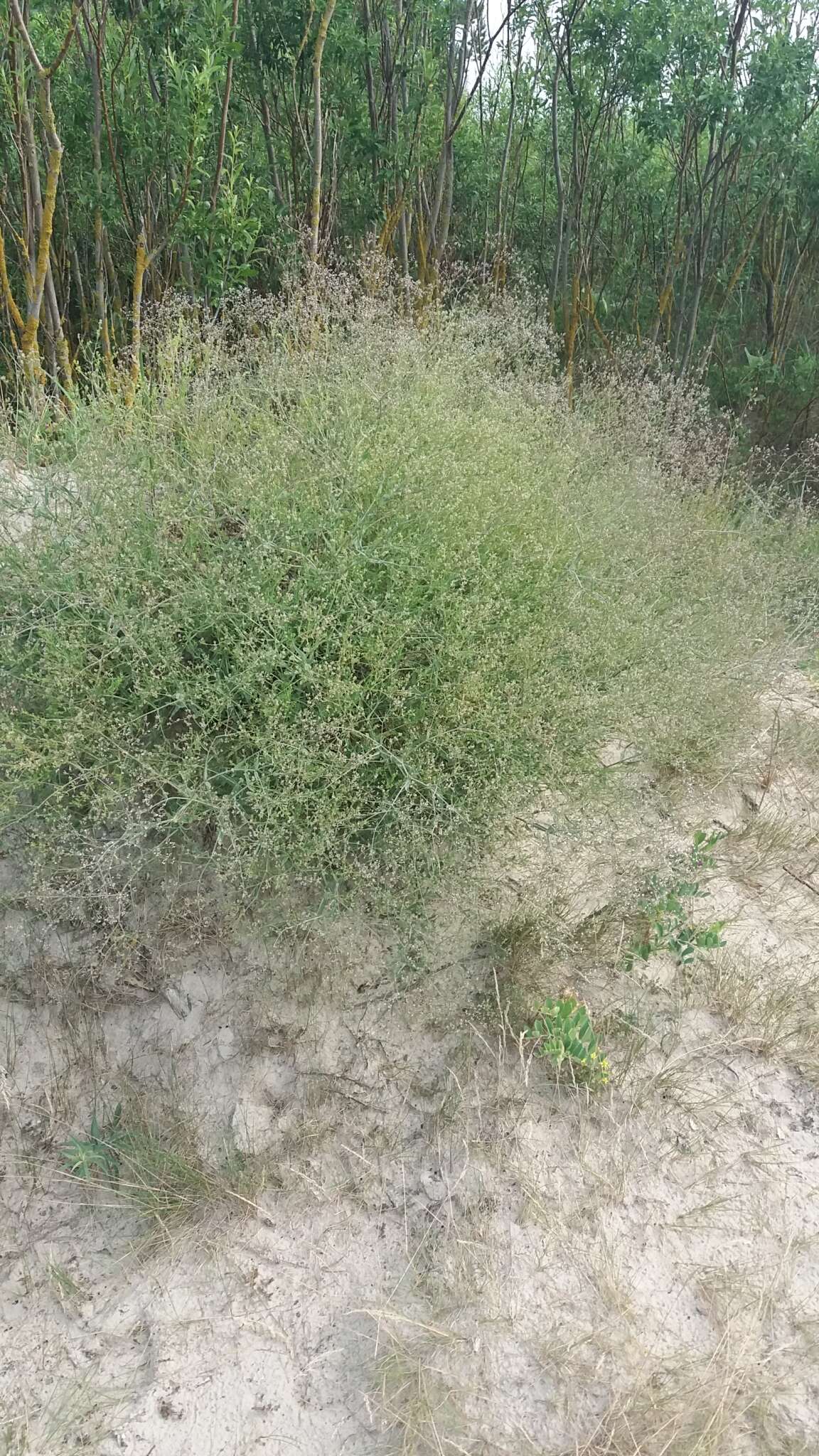 Imagem de Gypsophila paniculata L.