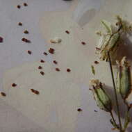 Image of Taimyr catchfly