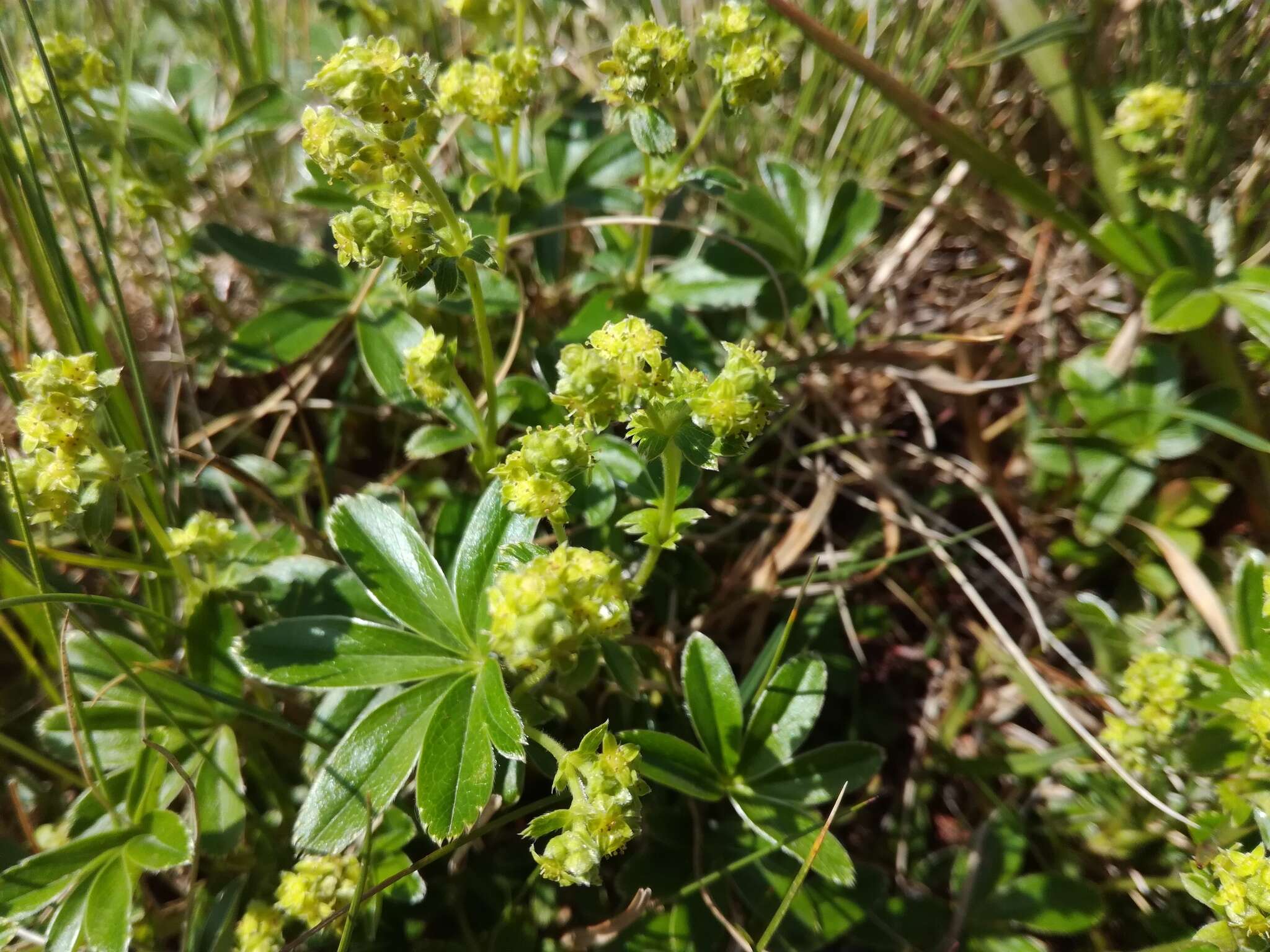 Image of Alpine Lady's-mantle