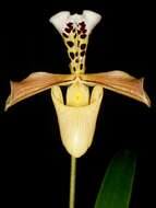 Слика од Paphiopedilum gratrixianum Rolfe