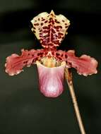 Слика од Paphiopedilum henryanum Braem