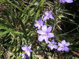 Imagem de Aristea ensifolia J. Muir