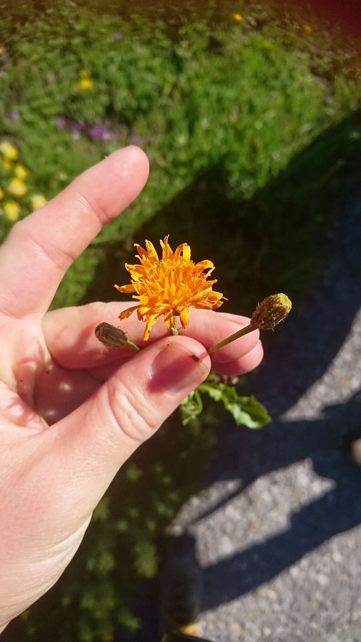 صورة Crepis aurea (L.) Cass.