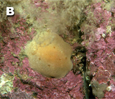 Image of grey sea slug