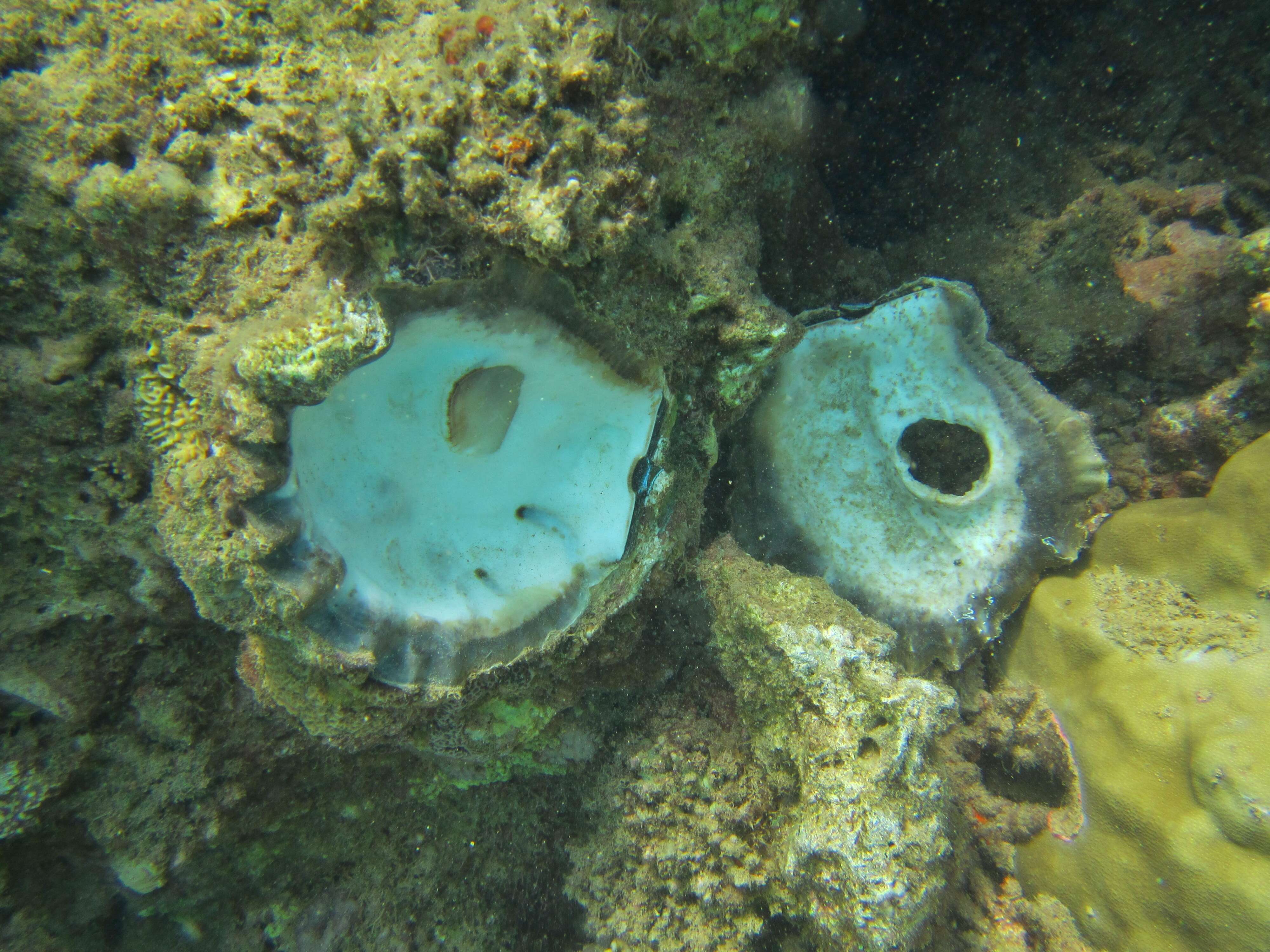 Image of Honeycomb Oyster