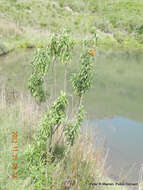 Image of lion's ear