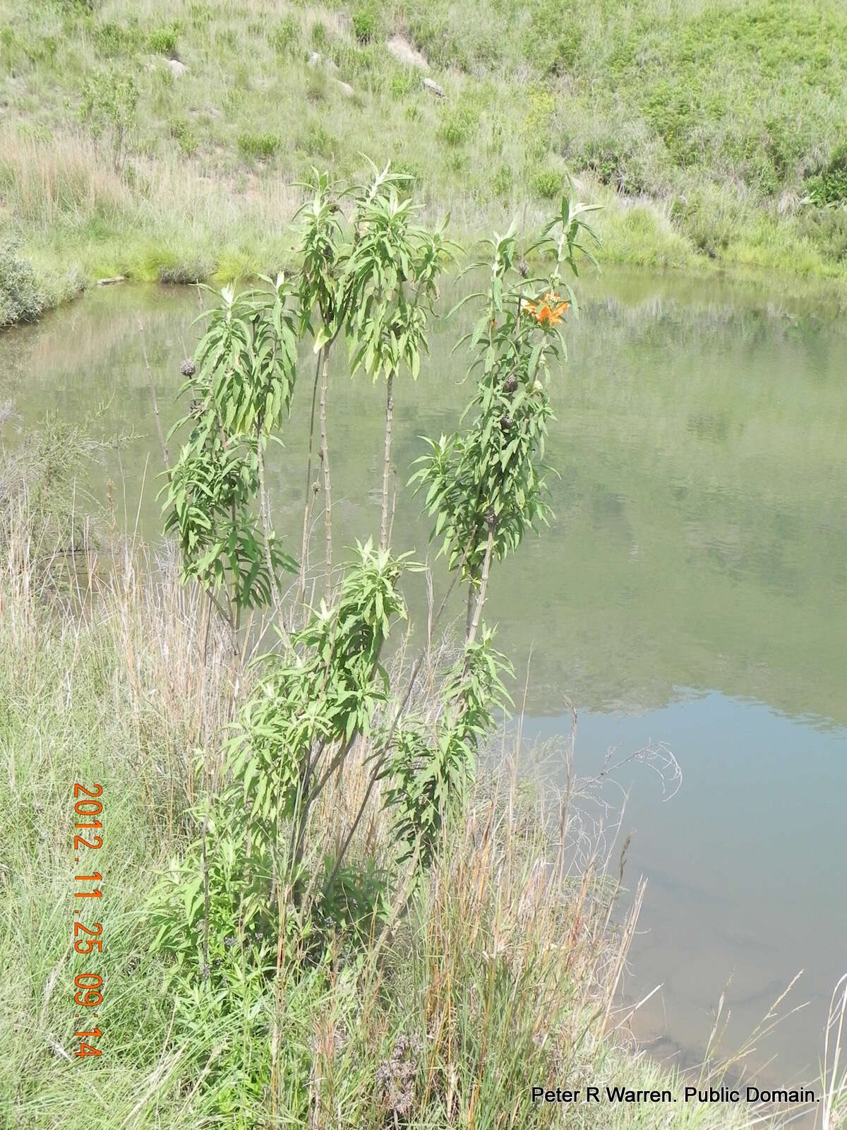 Image of lion's ear