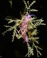 Image of botryoid stickhydroid