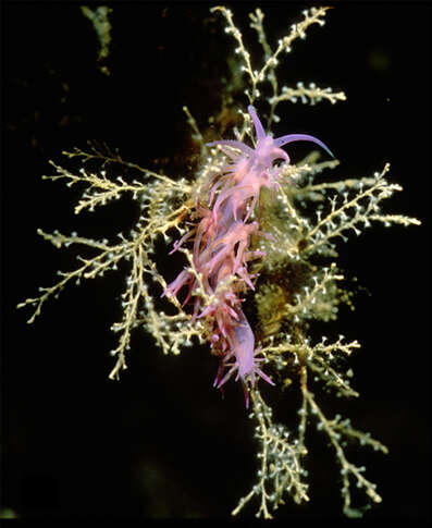 Eudendrium racemosum (Cavolini 1785) resmi