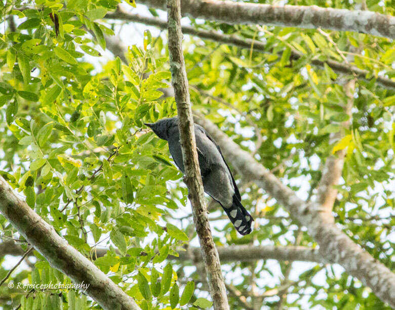 Image of Black-winged Cuckooshrike