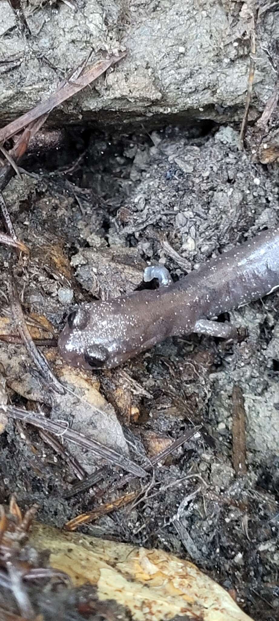 Image of Siskiyou Mountains salamander