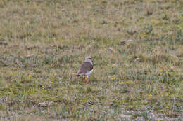 Image of Andean Lapwing