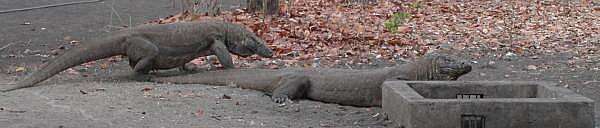 Image of Komodo Dragon