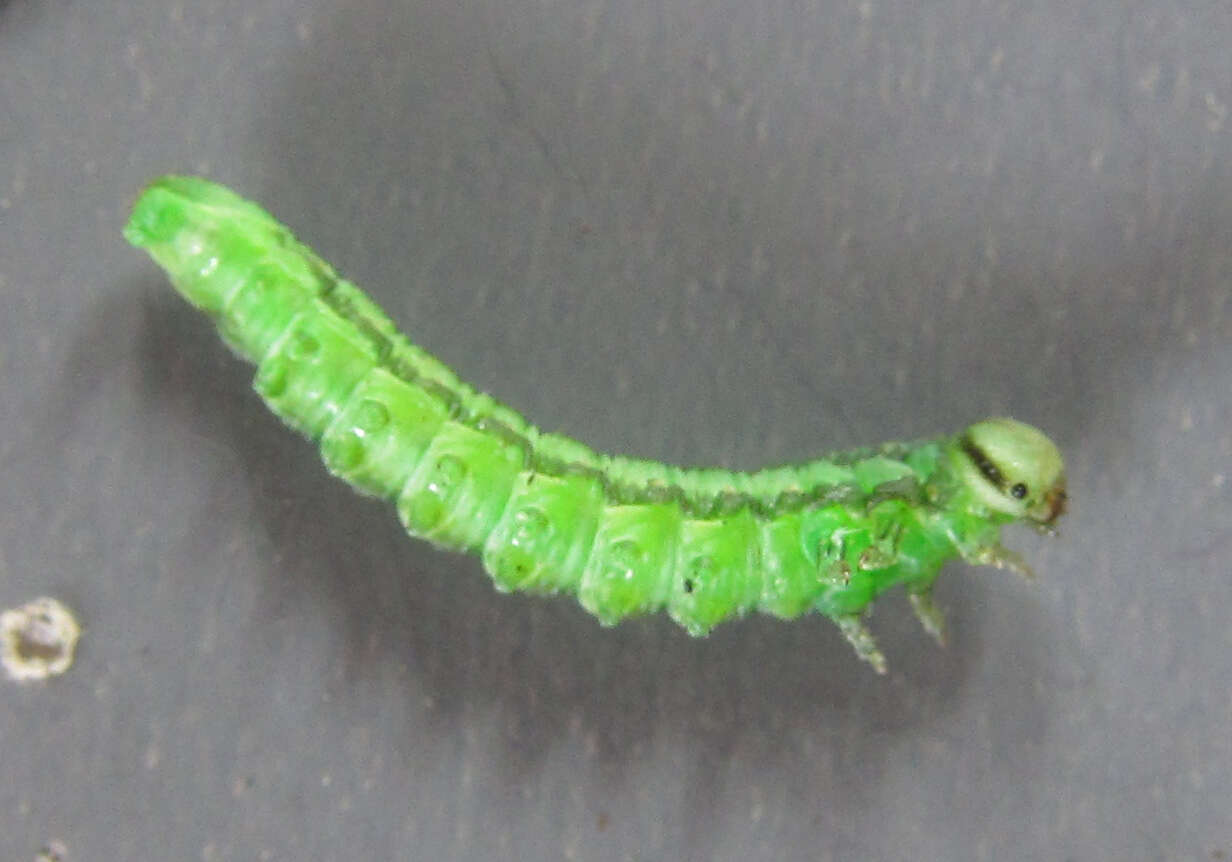 Image of <i>Euura scutellata</i>