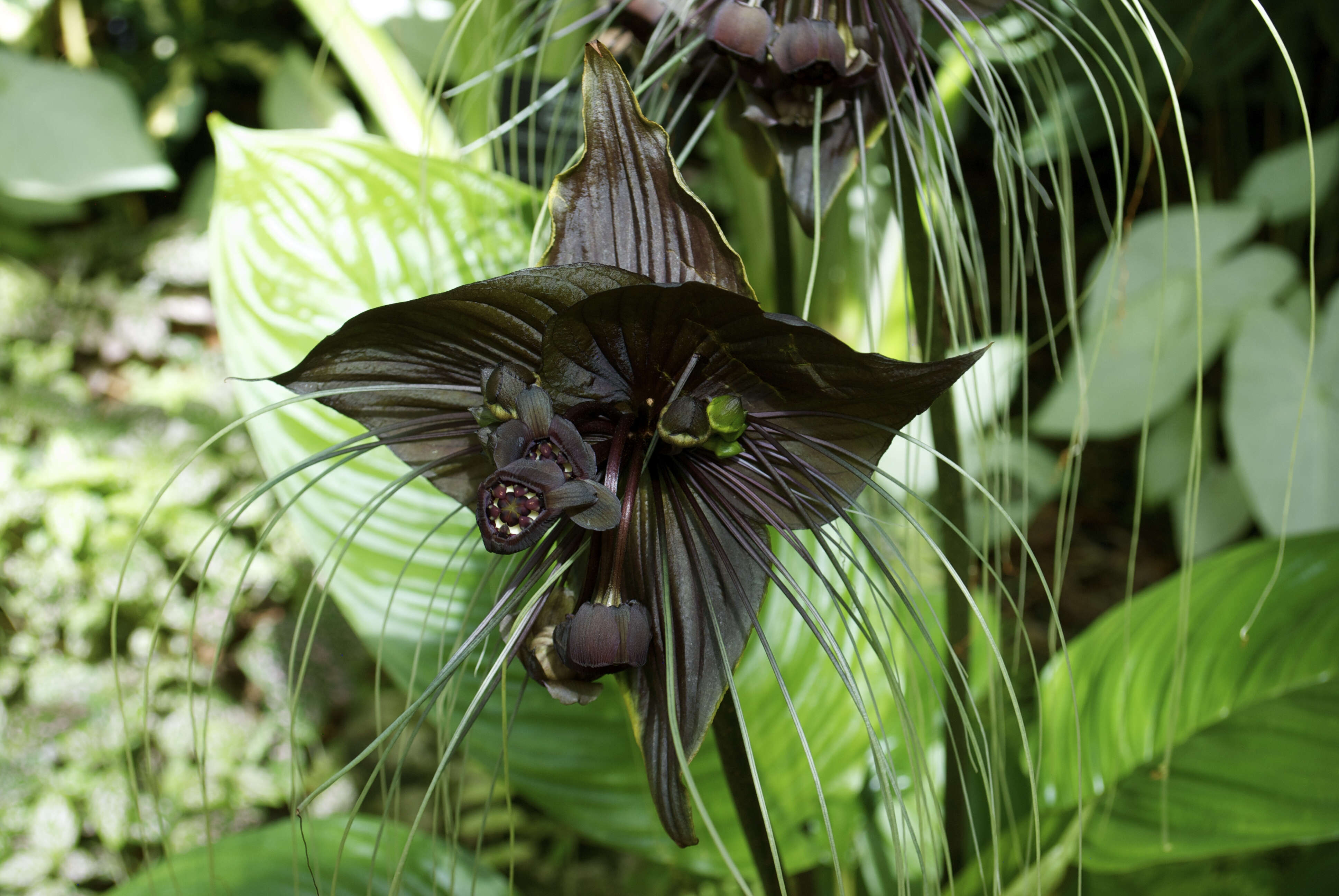 Image of black bat flower