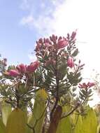 Image of Bejaria mathewsii Field. & Gardn.