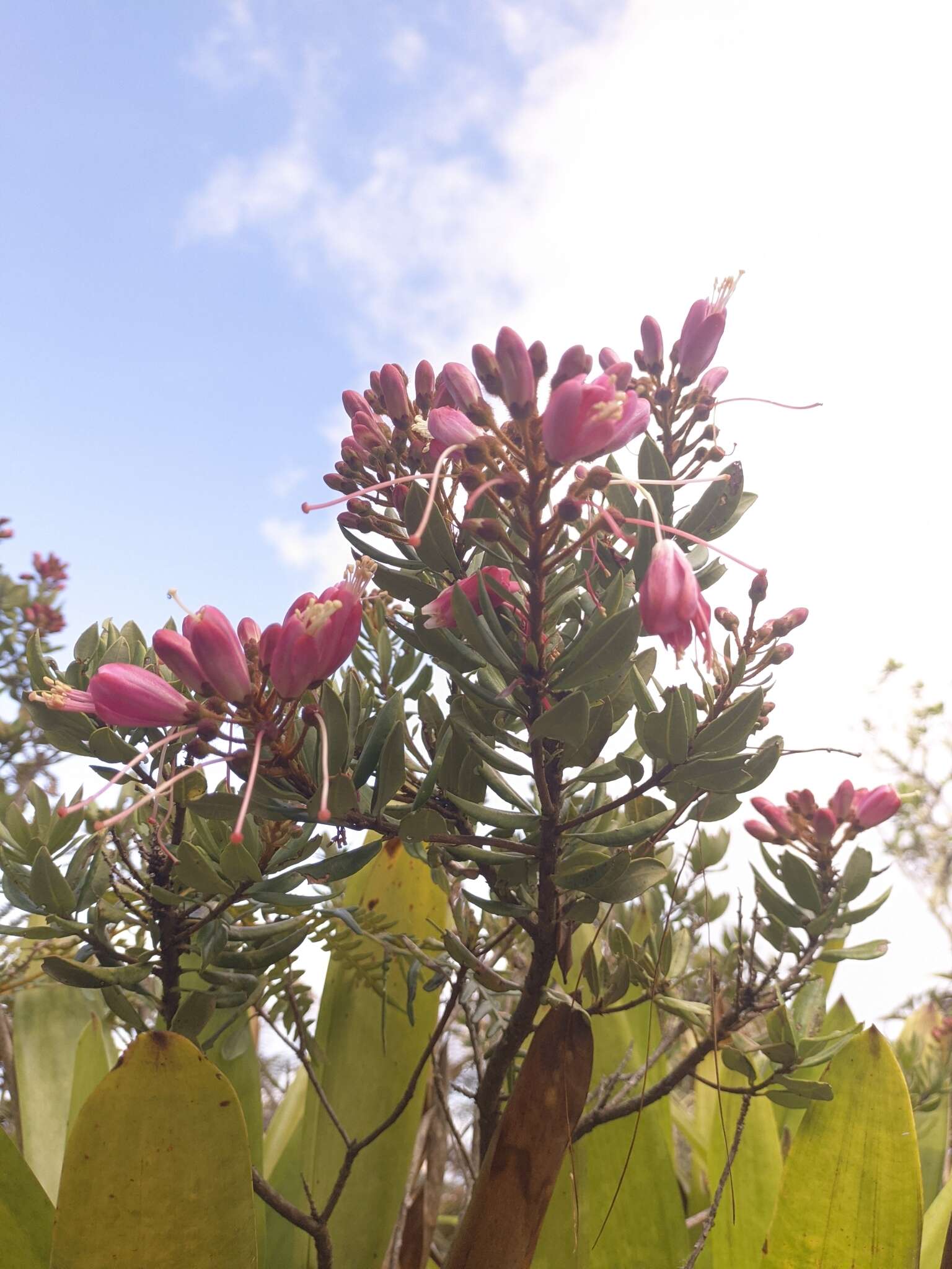 Image of Bejaria mathewsii Field. & Gardn.