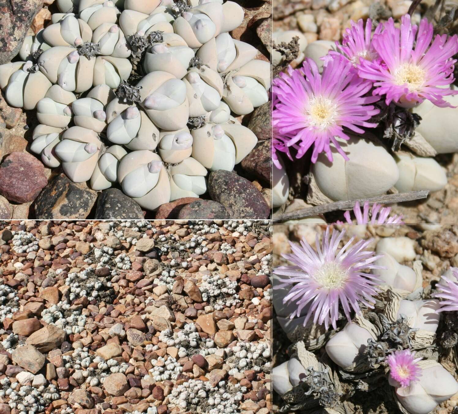 Image of Gibbaeum album N. E. Br.