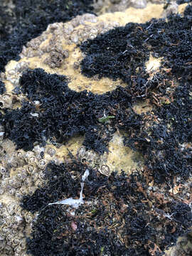 Image of seaweed lichen