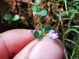 Scutellaria monterreyana B. L. Turner resmi