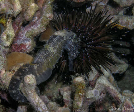 Image of Tiger Tail Seahorse