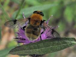 Sericomyia superbiens (Muller 1776) resmi