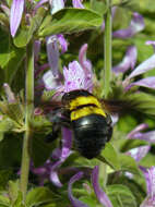 Image of Xylocopa caffra (Linnaeus 1767)