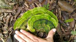 Image of Trametes gibbosa (Pers.) Fr. 1838