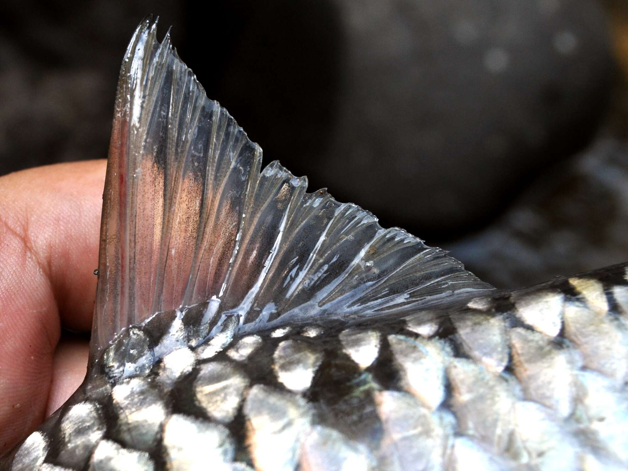 Image of Pink mahseer