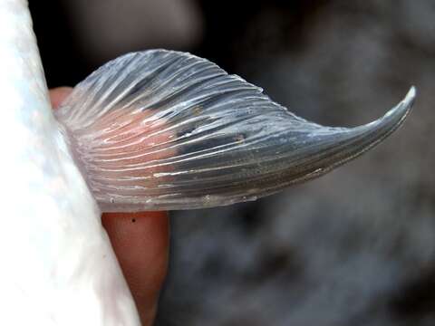 Image of Pink mahseer