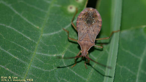 Image of Homoeocerus (Tliponius) dilatatus Horváth 1879