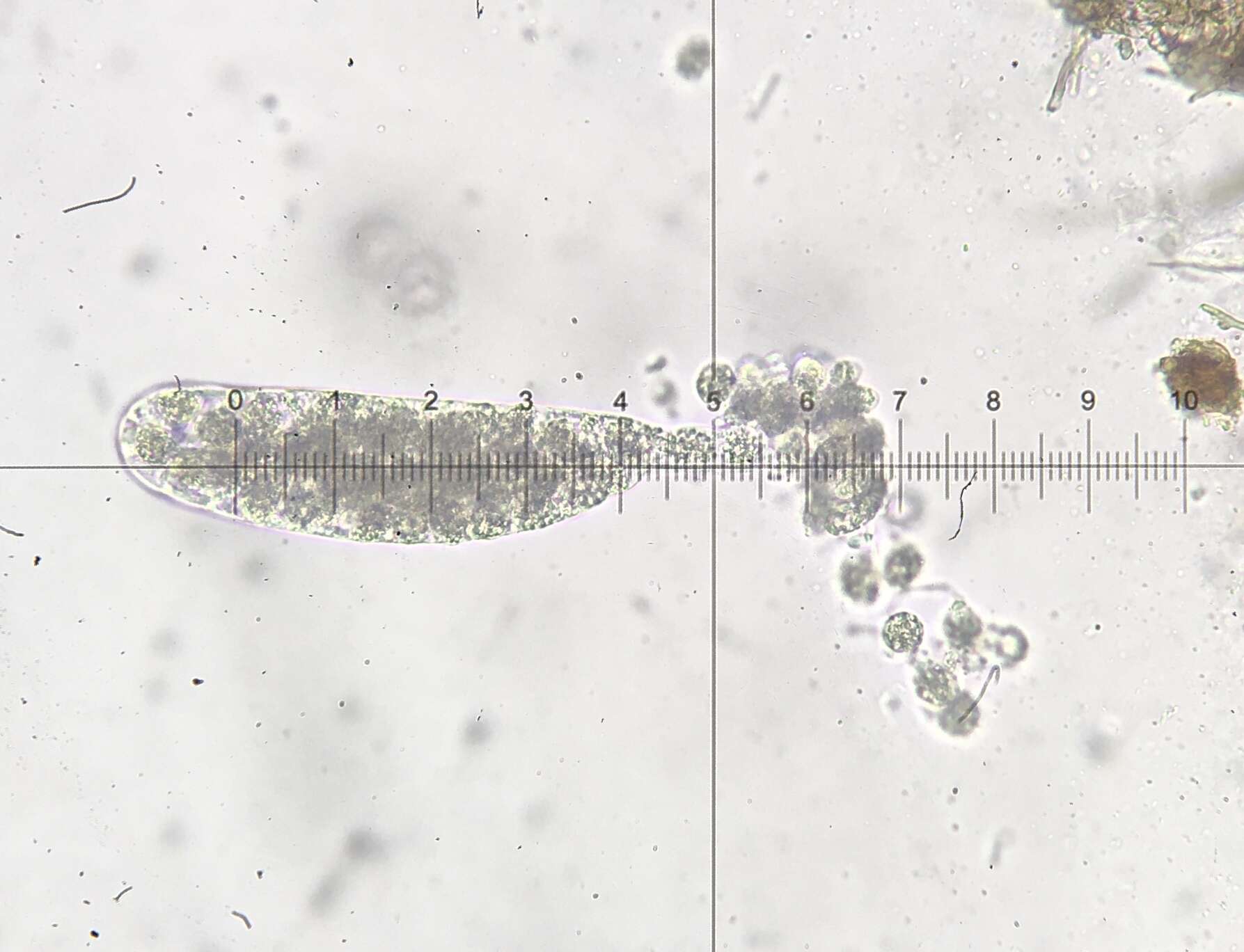 Image of Podospora leporina (Cain) Cain 1962