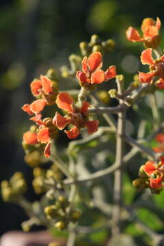 Tetrapterys phlomoides (Sprengel) Nied. resmi