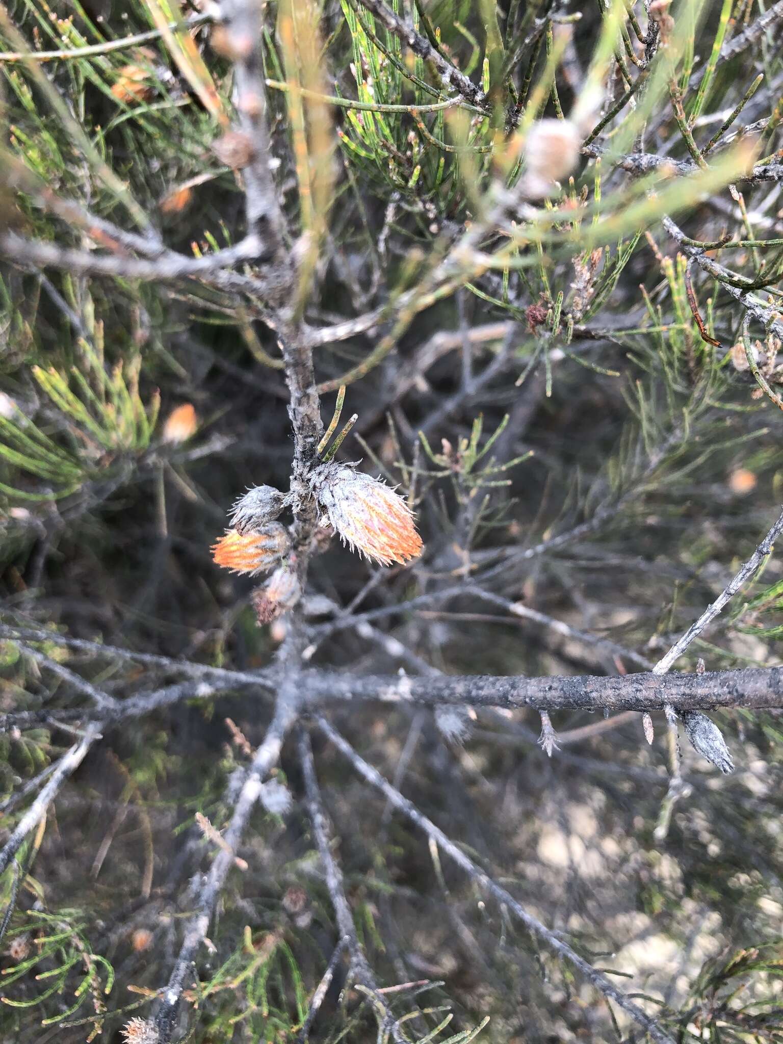 صورة Allocasuarina nana (Sieber ex Spreng.) L. A. S. Johnson