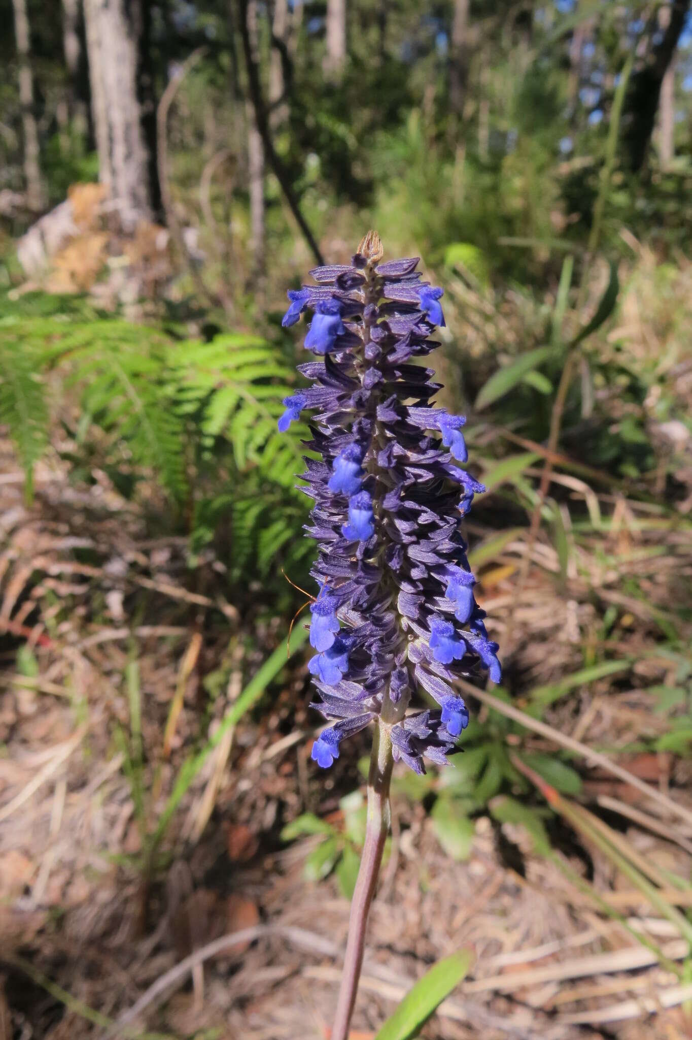 Image de Salvia mocinoi Benth.