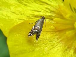 Image of Glyphipterix simpliciella Stephens 1834