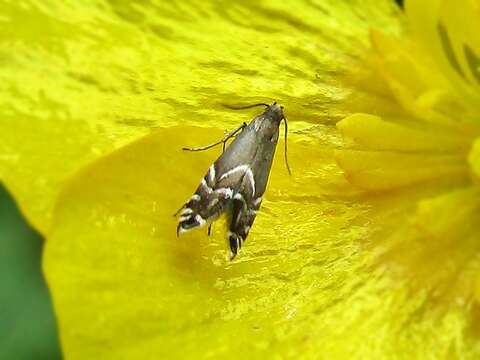 Слика од Glyphipterix simpliciella Stephens 1834