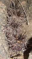 Imagem de Copiapoa calderiana subsp. atacamensis (Middled.) Mottram