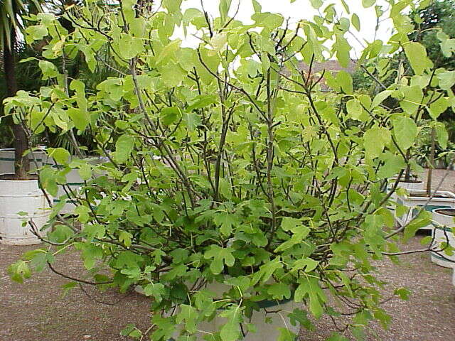 Plancia ëd Ficus carica L.