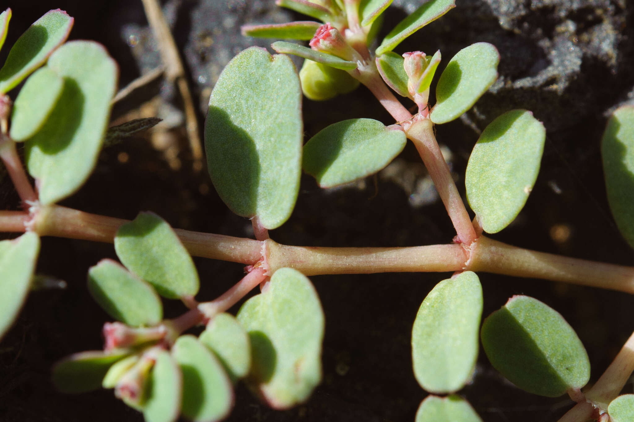 Imagem de Euphorbia taihsiensis (Chaw & Koutnik) Oudejans