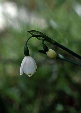 Image of Loddon lily