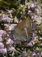 Satyrium spini (Denis & Schiffermüller 1775) resmi