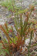 Image of Macrostylis villosa subsp. villosa