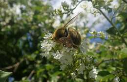 Plancia ëd Xylocopa calens Lepeletier 1841