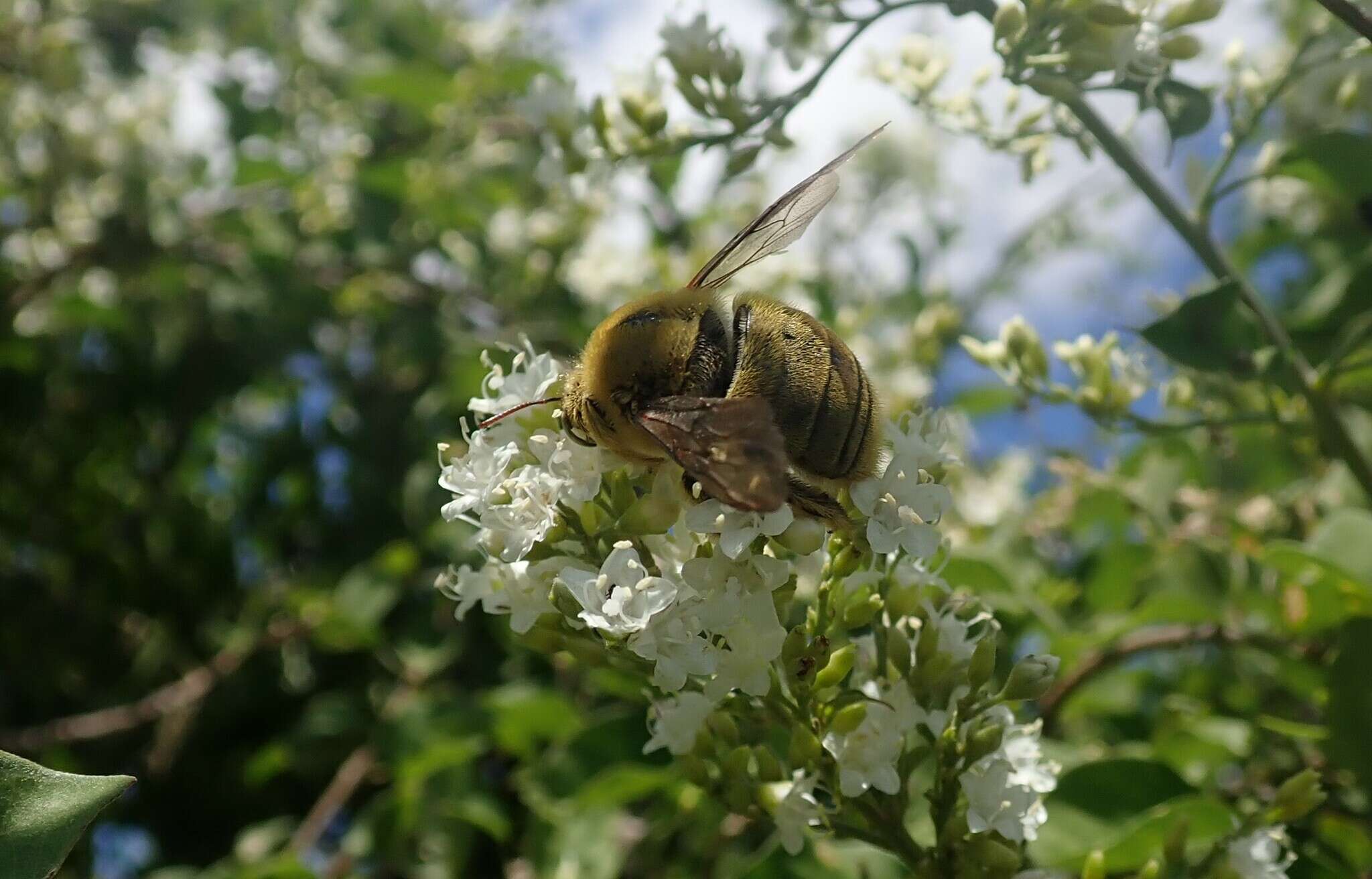 Imagem de Xylocopa calens Lepeletier 1841