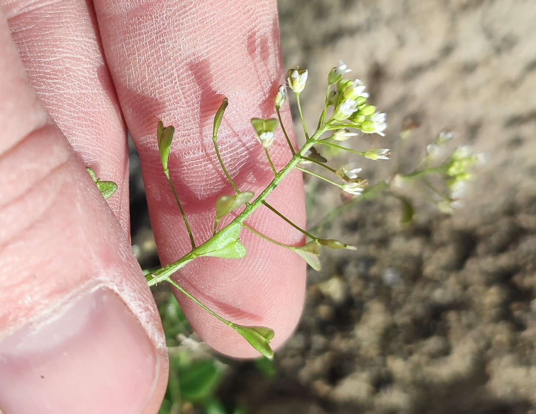 Image of Capsella orientalis Klokov