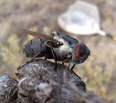 Cuterebra ruficrus (Austen 1933)的圖片