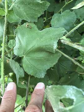 Image of <i>Malva clementii</i> (Cheek) Stace